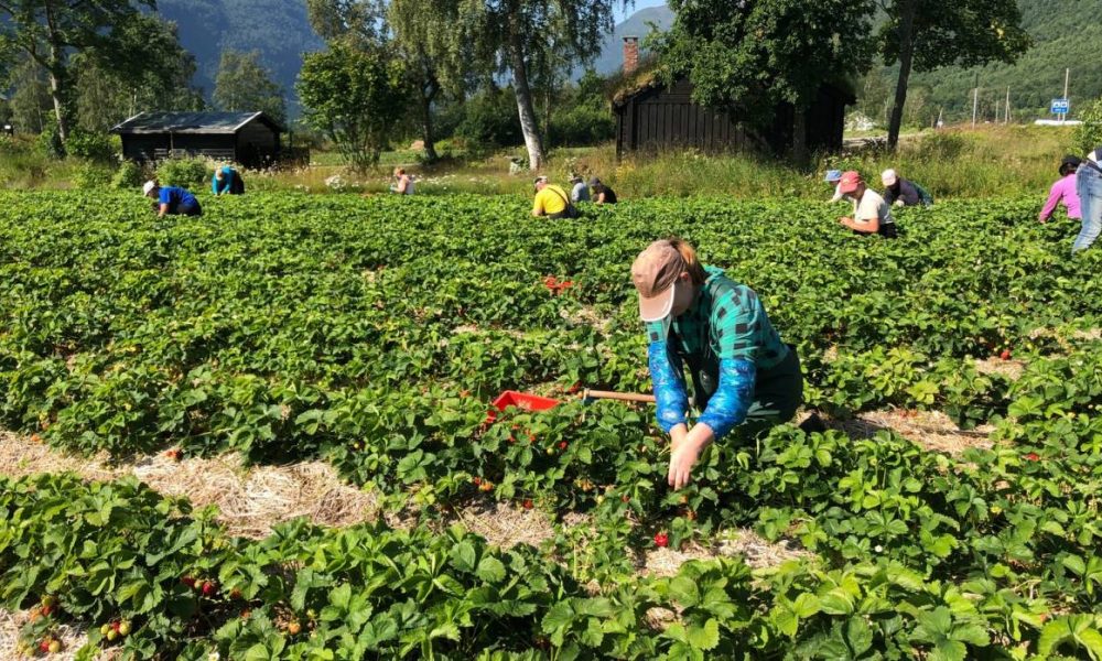 For de som har mistet jobben tilbyr Norge en mulighet i en annen sektor