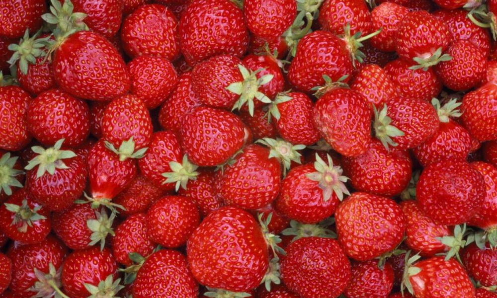Det forventes dyrere jordbær i Norge – Scandinavian News Portal
